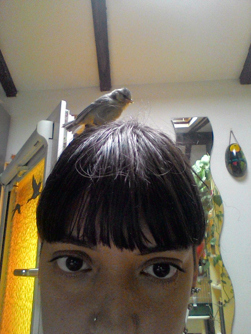 cinciarelle da liberare